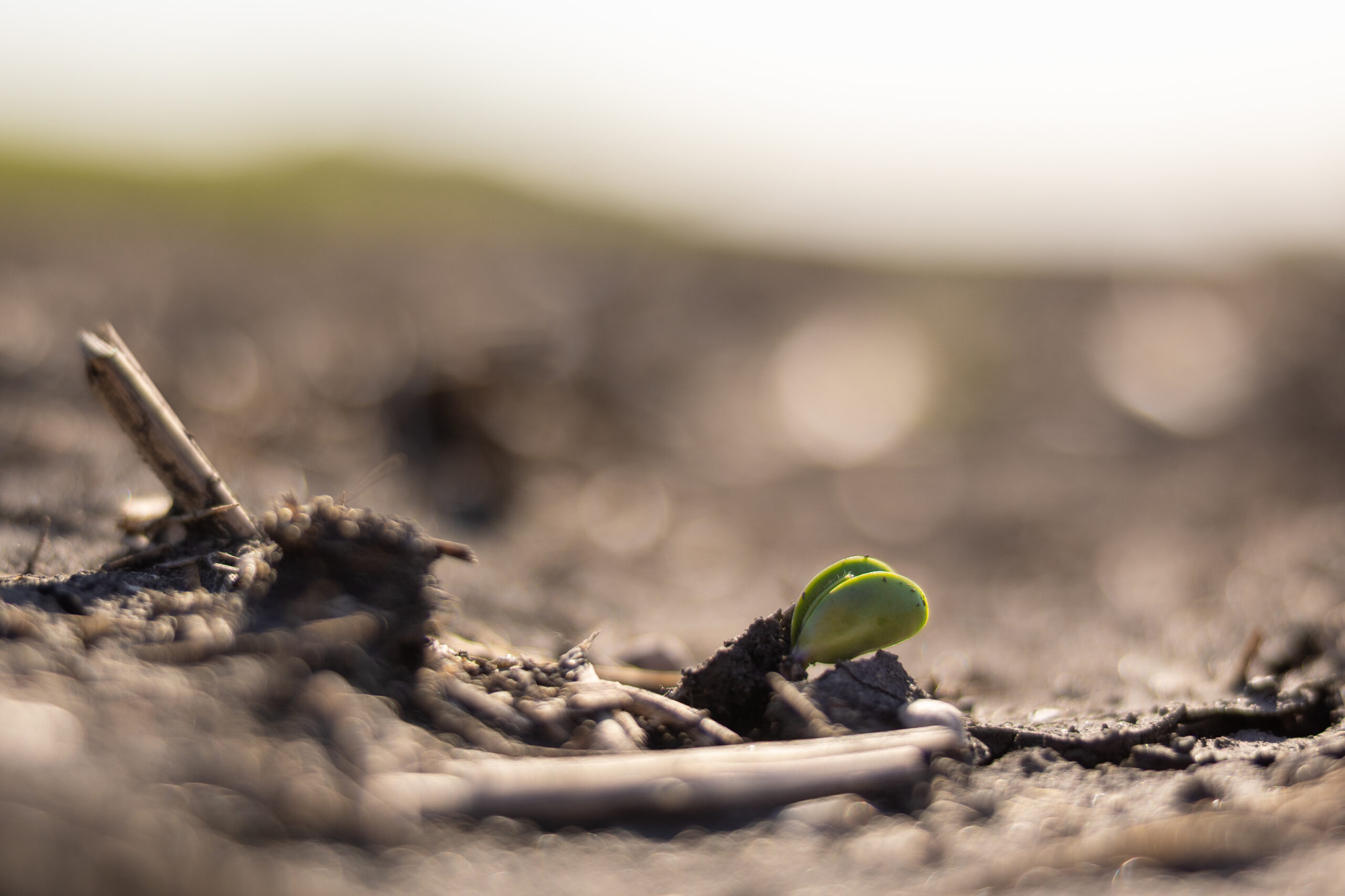 Seeding – In Pictures