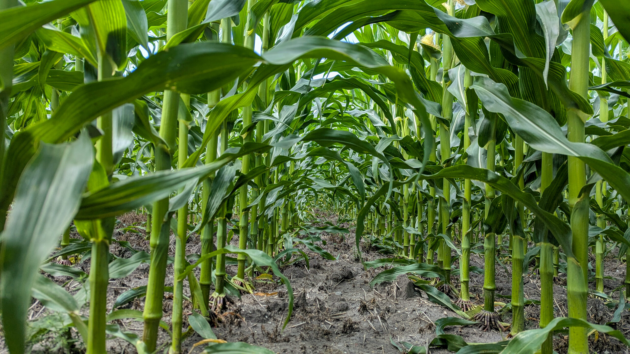 Crops – A Red River Valley Gallery